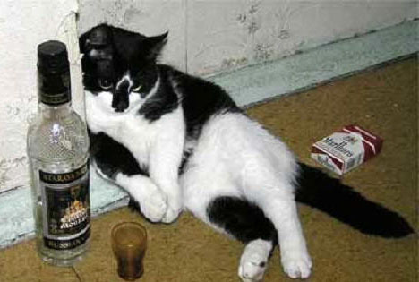 кот лежит возле бутылки